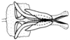Tetrixocephalus chilensis Ronderos, 1970: Fig. 29. cingulum and endophallus, dorsal view. (Otu).