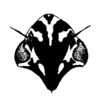 Head on Caribovia constans (Walker, 1858): (Observation).