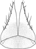Subgenital plate, ventral view on Brazosa negra Pinedo-Escatel & Dietrich, 2020: valve and subgenital plate, ventral aspect. (Observation).
