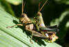 Dichromatos lilloanus (Liebermann, 1948): male and female. (Otu).
