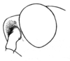 Hylopedetes mirandus Rehn, 1929: Pl. 4, Fig. 12 (after allotype). female, eye and fastigium, lateral view. (Otu).