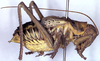 male, lateral view (holotype). Depicts CollectionObject 1517105; d30d498e-dc82-4db5-91c9-54095abae9db, a CollectionObject.