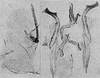 Other: Pygofer lobe, aedeagus, connective, and styli. (Observation).