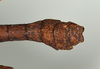 CollectionObject 1557491; 95bc6885-bb4f-468a-b81e-b144536c8e95: copyright USNM, Washington. (CollectionObject).