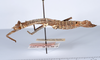 CollectionObject 1561385; fa06fa7b-f04b-40ad-9af3-c2afaba9951f: copyright ANSP. female, lateral view (holotype). (CollectionObject).