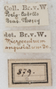 labels (syntype). Depicts CollectionObject 1532241; NMW 379, 59ea761b-7033-4091-b336-b3fe8218589b, a CollectionObject.