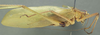 CollectionObject 1506495; bf8e3a0f-d733-444d-a253-40c0e0fa6f14: male, lateral view (syntype). (CollectionObject).