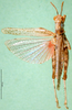 CollectionObject 1501126; 73899ea0-e55d-41a4-845d-902a96468bf2, DORSA BA000835S01: male, dorsal view (holotype). (CollectionObject).