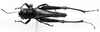 CollectionObject 1541672; 1fc73050-31c3-4cc6-a8d9-298c0c8506ba: Image Carbonell, C.S. female, dorsal view (allotype). (CollectionObject).