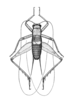 Prosthama tessellata Hebard, 1928: Plate IV. Fig. 2. Male. Whole insect. Dorsal view of type. (Otu).