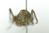 CollectionObject 1593145; 72d4f575-172b-4f1c-9e52-91a7d7e6c496: female, frontal view (allotype). (CollectionObject).