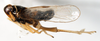 Habitus, lateral view: !! display not done !! on Pissonotus piceus (Van Duzee, 1894): (Observation).