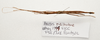 CollectionObject 1595837; 69c9f47b-4b25-4afe-b6ea-ed670bd62ecf: copyright LKCNH Singapore. male, dorsal view (paratype). (CollectionObject).;CollectionObject 1595838; d0360f50-72f5-4e29-9303-e290158de26d: copyright LKCNH Singapore. male, dorsal view (paratype). (CollectionObject).