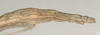 Clonaria inconspicua (Brunner von Wattenwyl, 1907): copyright St. Petersburg. female, end of abdomen, lateral view (syntype). (Otu).