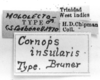 CollectionObject 1521505; 7d6977d3-8b5f-49c2-b49d-94fc3c443527: Image Carbonell, C.S. labels (lectotype of Cornops insularis). (CollectionObject).