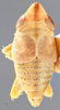Habitus, dorsal view on Chlidochrus mitjaevi Emeljanov, 1962: Holotype. (Observation).