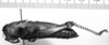 CollectionObject 1565679; b7860467-d3b5-4d38-a856-9959a40c4cba: Image Carbonell, C.S. female, lateral view. (CollectionObject).