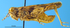 male, lateral view (paratype). Depicts CollectionObject 1505444; 571c3218-71ff-40b0-8e82-220eadc6a617, a CollectionObject.