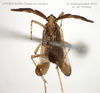 Habitus, dorsal view: !! display not done !! on Copicerus irroratus Swartz, 1802: (Observation).