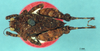 CollectionObject 1517879; 439778c6-42be-41bc-822e-bb57624783ce, NHMUK10924419: male, dorsal view (holotype). (CollectionObject).