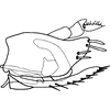 Pygofer, lateral view on Exitianus nanus (Distant, 1908): (Observation).
