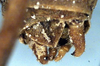 CollectionObject 1531723; 6a290085-043a-4789-8b7d-500d96d0f046: male cerci (lectotype). (CollectionObject).