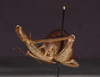 CollectionObject 1575863; 7a640700-cfdb-41f9-aaea-60f90fd6a8fa: male, caudal view (holotype). (CollectionObject).