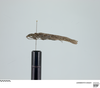 CollectionObject 2738259; 9ba33abc-0883-498a-bffd-d280b31fb427, USNMENT01345251: (CollectionObject).