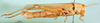 CollectionObject 1576217; f45755fb-bc57-42d0-b85b-111fce96736d, DORSA BA000297S01: female, lateral view (paralectotype). (CollectionObject).