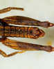 CollectionObject 1526832; dd341276-7aa0-4a3c-b239-02e63ea87116: male abdomen, dorsal view (paratype). (CollectionObject).