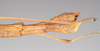 CollectionObject 1559962; NHMUK(SF IMPORT DUPLICATE) 844673, b14b42e5-343f-4133-9ebb-253ec43d2cc6: copyright Natural History Museum, London. female: end of abdomen, lateral view of Lonchodes pfeifferae (holotype). (CollectionObject).