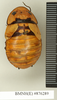 CollectionObject 1573030; 3c05fda7-5248-49bf-82c0-1566414a3408: Copyright Natural History Museum, London. Non-type (adult female) in BM(NH). Dorsal view. (CollectionObject).