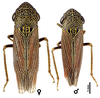 Habitus, dorsal view: U.S.A., Arizona, Yavapai Co., Hwy.93, INHS. (Observation).