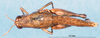 CollectionObject 1581435; 98a41f33-cb8a-4c59-b336-d3925bf7069b: female, dorsal view (paratype). (CollectionObject).