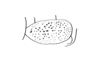 Eulampiacris leucoptera (Scudder, 1875): Fig. 164. male tegmen. (Otu).