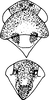 Head on Damaniana aurantiaca (Thapa, 1989): Head, pro-, and mesothorax (D. aurantiaca Thapa). (Observation).