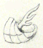 Xyronotus aztecus Saussure, 1884: Pl. II, 12c. male abdomen tip, lateral view. (Otu).