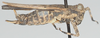 CollectionObject 1581250; cf091e36-2587-4e4e-b9ea-39d1094f987f: female, lateral view (syntype). (CollectionObject).