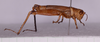 CollectionObject 1572184; ea01757e-86b9-496b-a56f-b6d20e33cdf8: male, body in lateral view (holotype). (CollectionObject).