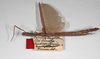 CollectionObject 1557154; 667102fb-84b3-4b6a-a1d5-cb327a306c1f: copyright MNHU, Berlin. female (holotype). (CollectionObject).