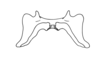 Chlorus borellii (Giglio-Tos, 1894): Fig. 5D. Epiphallus (dorsal view). (Otu).