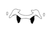 Oedalacris cordobae Descamps & Amédégnato, 1972: Fig. 121. epiphallus, dorsal view. (Otu).