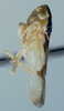 Habitus, lateral view: Male holotype [OSU]: habitus, dorsal view. (Observation).