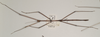 CollectionObject 1558237; d49b09bf-b84f-4f86-9d9a-2a9462d10240: copyright OUMNH. male (syntype). (CollectionObject).