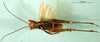 CollectionObject 1598193; e7dac743-d8e6-4334-8c84-58cef7d22646, DORSA BA000079S01: male, ventral view (holotype). (CollectionObject).