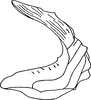 Aedeagus, lateral view: !! display not done !! on Cofana spectra (Distant, 1908): Aedeagus, lateral view. (Observation).