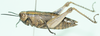 Paracardenius schoutedeni Bolívar, 1912: female, lateral view. (Otu).