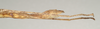 Sipyloidea lewisensis Hasenpusch & Brock, 2007: copyright QMBA. female: end of abdomen, lateral view (paratype). (Otu).