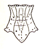 Stenoxyphus variegatus Blanchard, 1853: Fig. 14. male pronotum, dorsal view. (Otu).