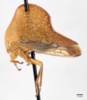 Habitus, lateral view: !! display not done !! on Telamona extrema Ball, 1903: (Observation).